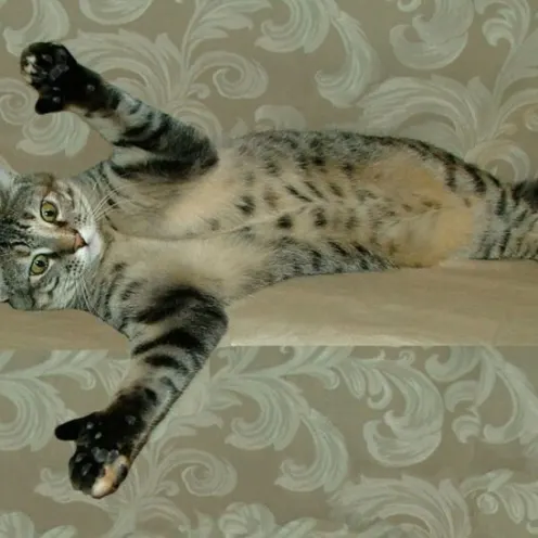 Harbor Animal Hospital client's cat stretching out its paws with thumbs on a couch